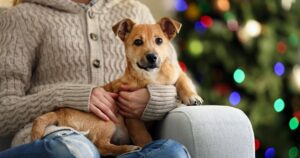 Pet Electrical Safety